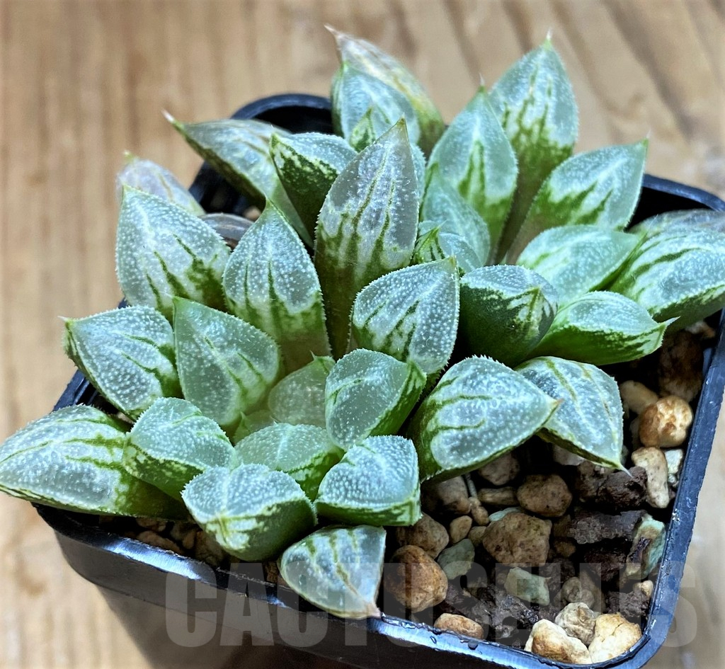 SH12716 Haworthia ‘Love Heart’ - Image 2