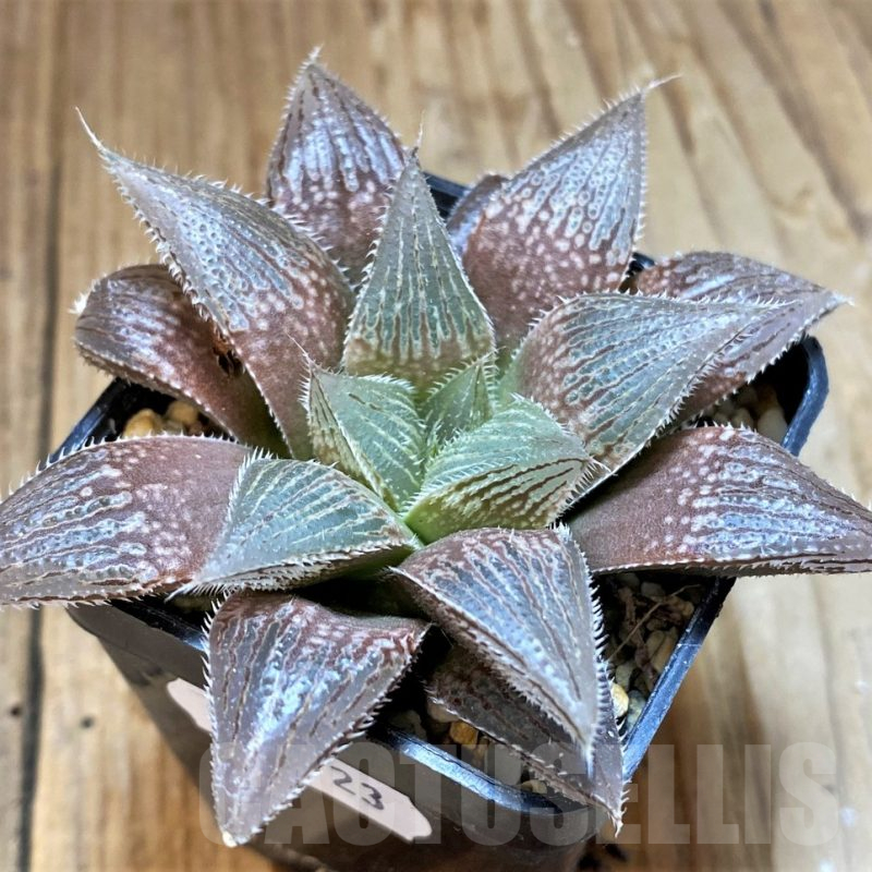 SH12723 Haworthia 'Yumedono' hybrid G408