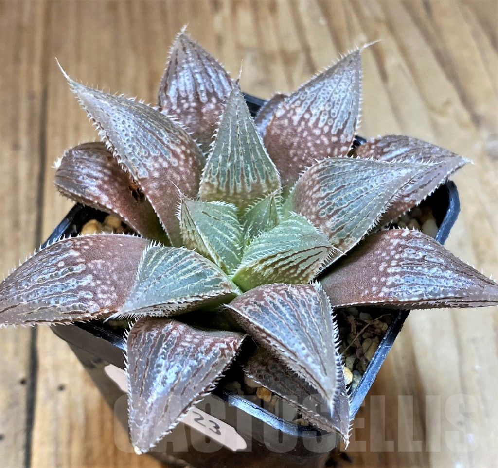 SH12723 Haworthia 'Yumedono' hybrid G408