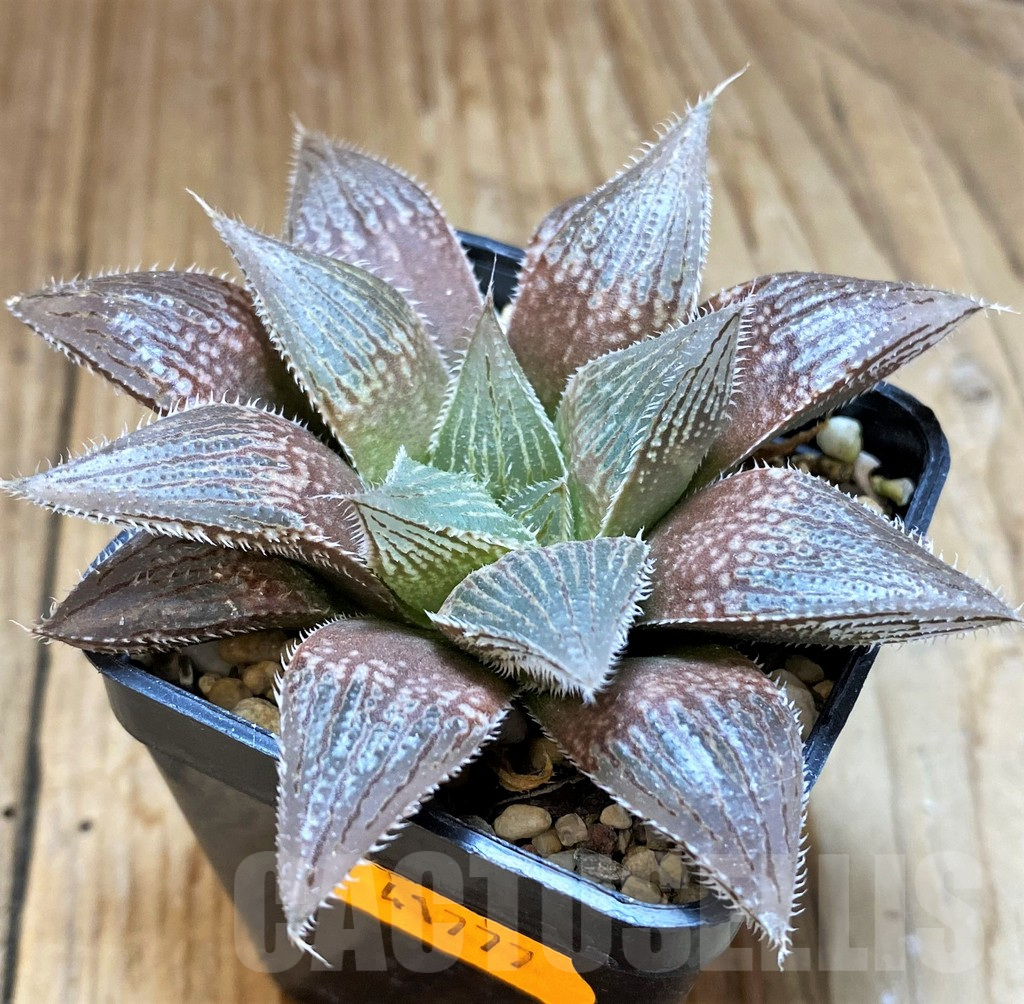 SH12723 Haworthia 'Yumedono' hybrid G408 - Image 2