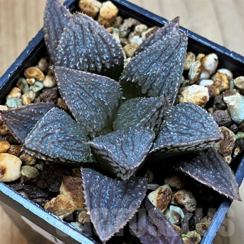 SH12724 Haworthia 'Garasu' x 'Mirin' ex Cactus Nishi