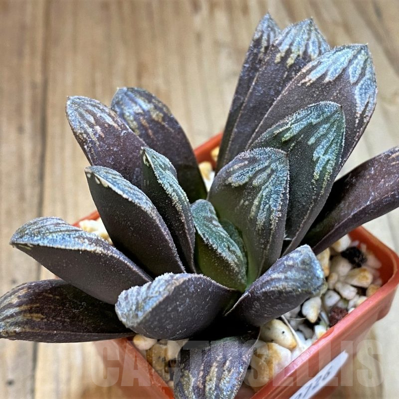 SH12726 Haworthia maughanii x splendens