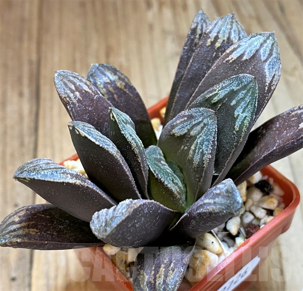 SH12726 Haworthia maughanii x splendens