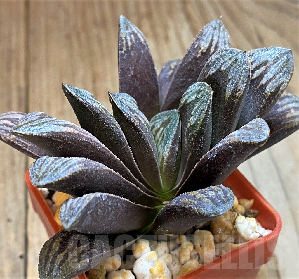 SH12726 Haworthia maughanii x splendens - Image 2