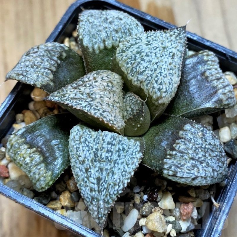 SH12727 Haworthia maughanii x splendens, select form