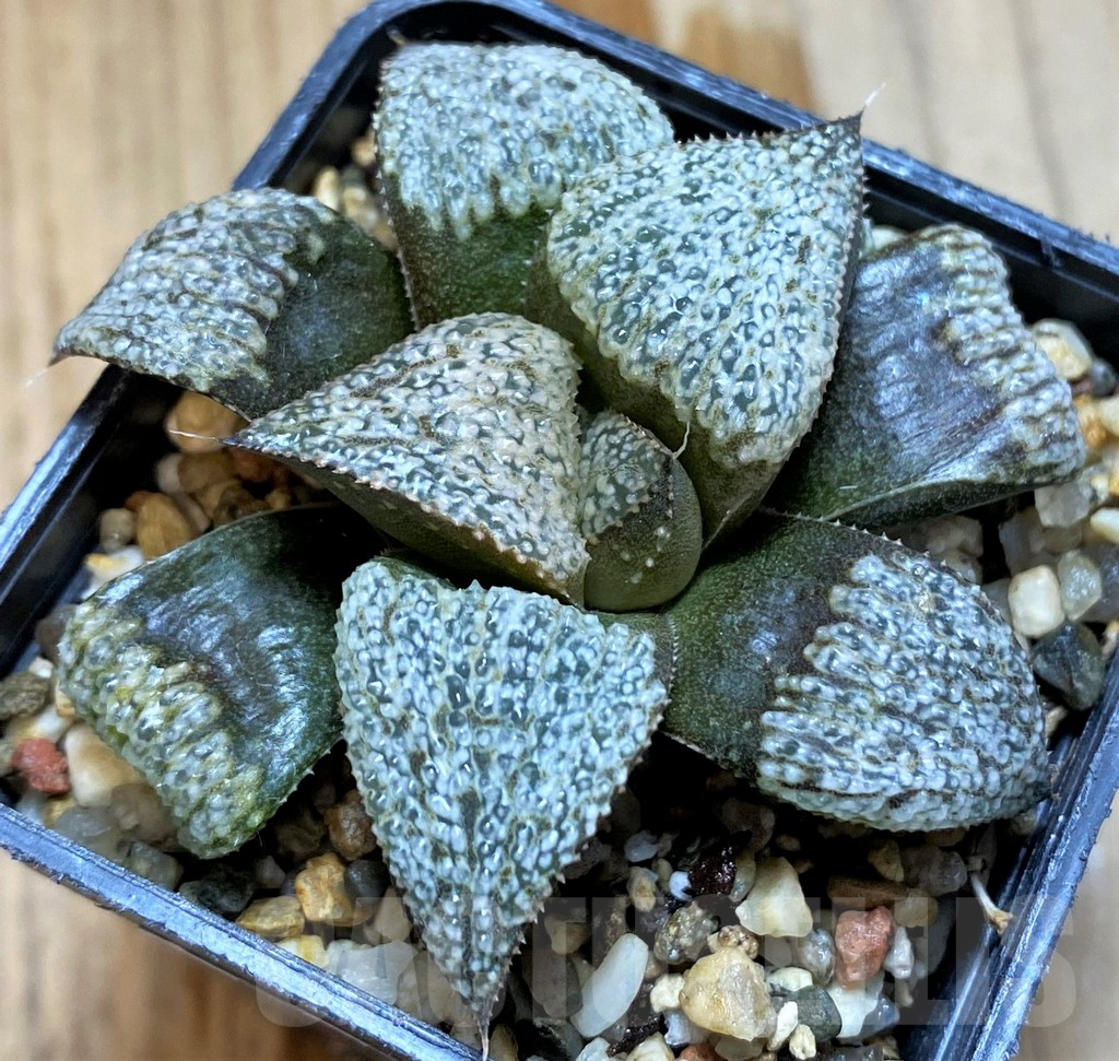 SH12727 Haworthia maughanii x splendens, select form
