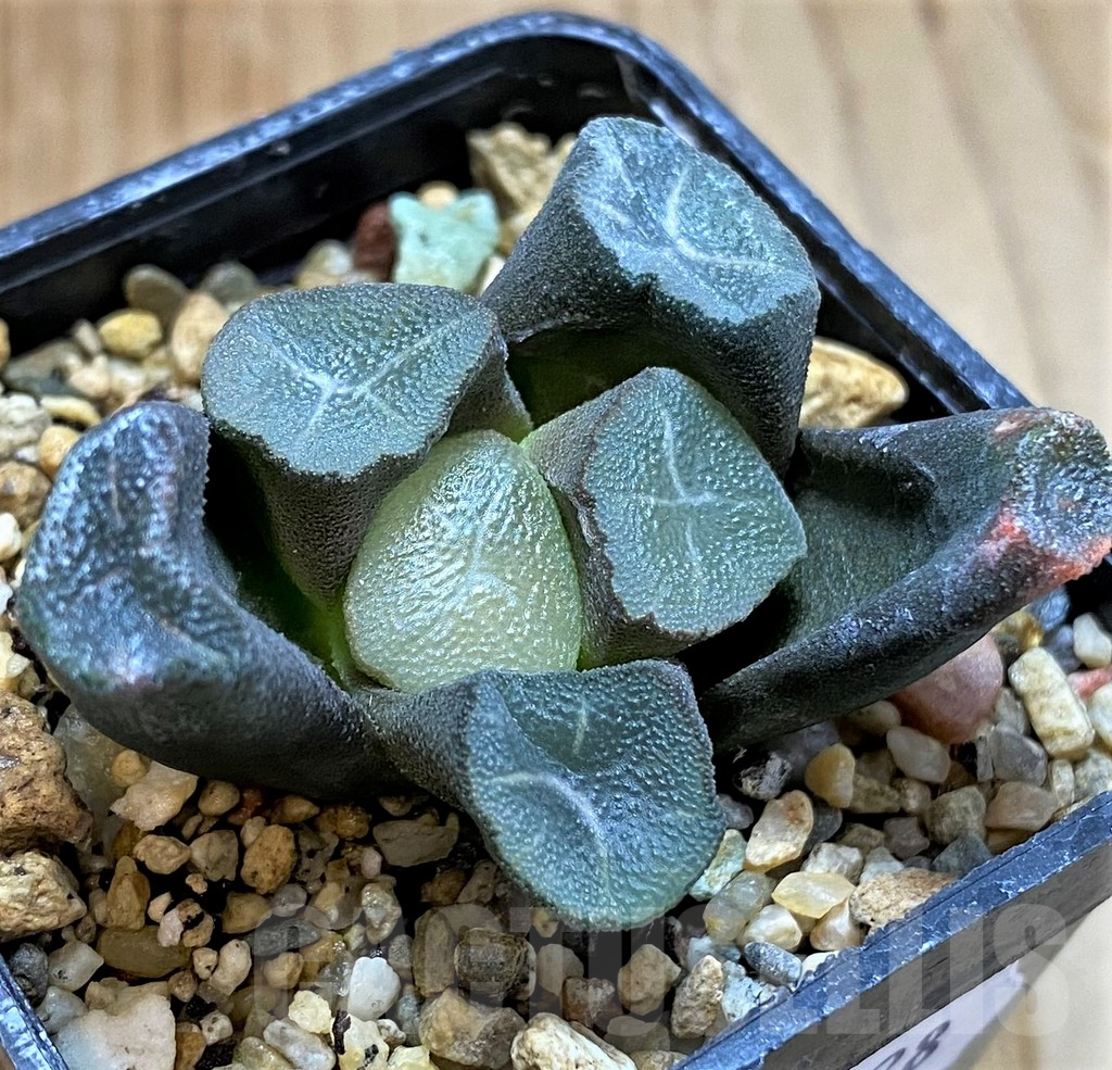 SH12728 Haworthia maughanii -Japan- - Image 2