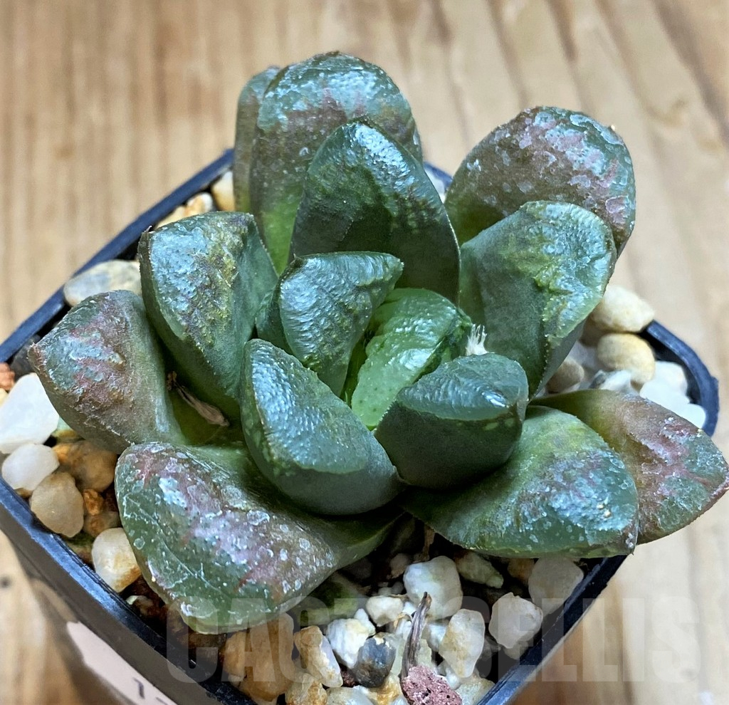 SH12729 Haworthia maughanii x retusa - Image 2