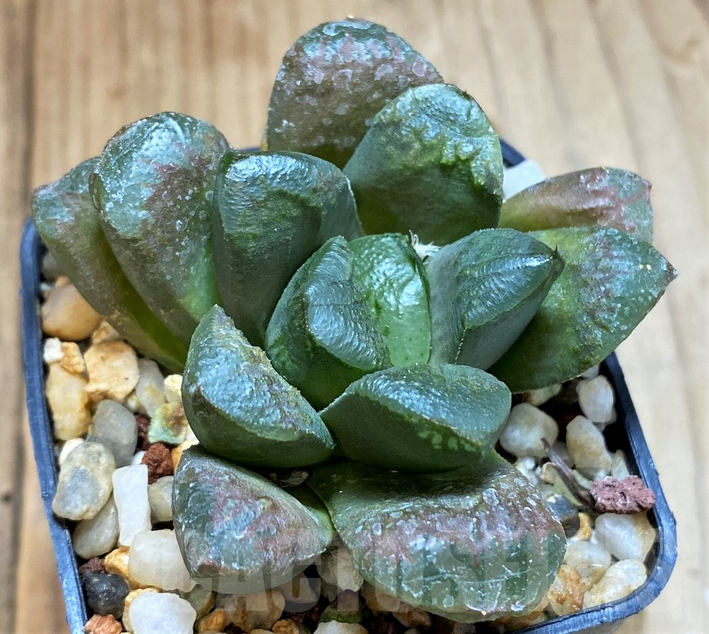SH12729 Haworthia maughanii x retusa