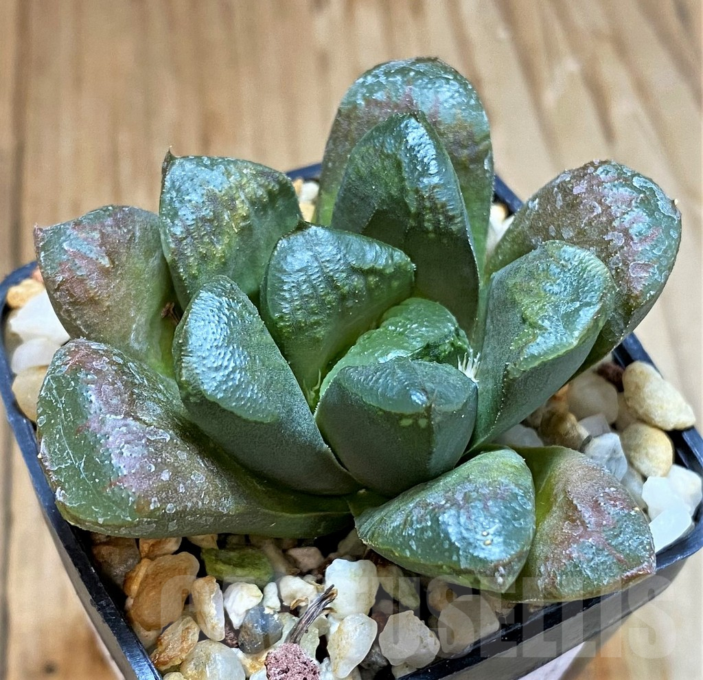 SH12729 Haworthia maughanii x retusa - Image 3