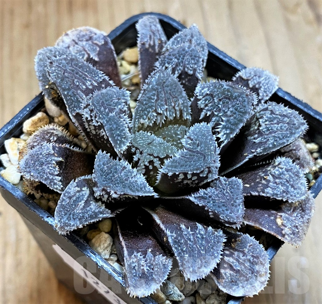 SH12730 Haworthia 'Kegazato' - Image 3
