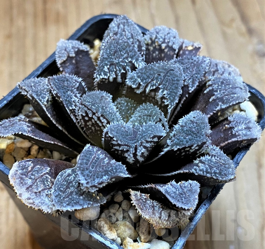 SH12730 Haworthia 'Kegazato' - Image 2