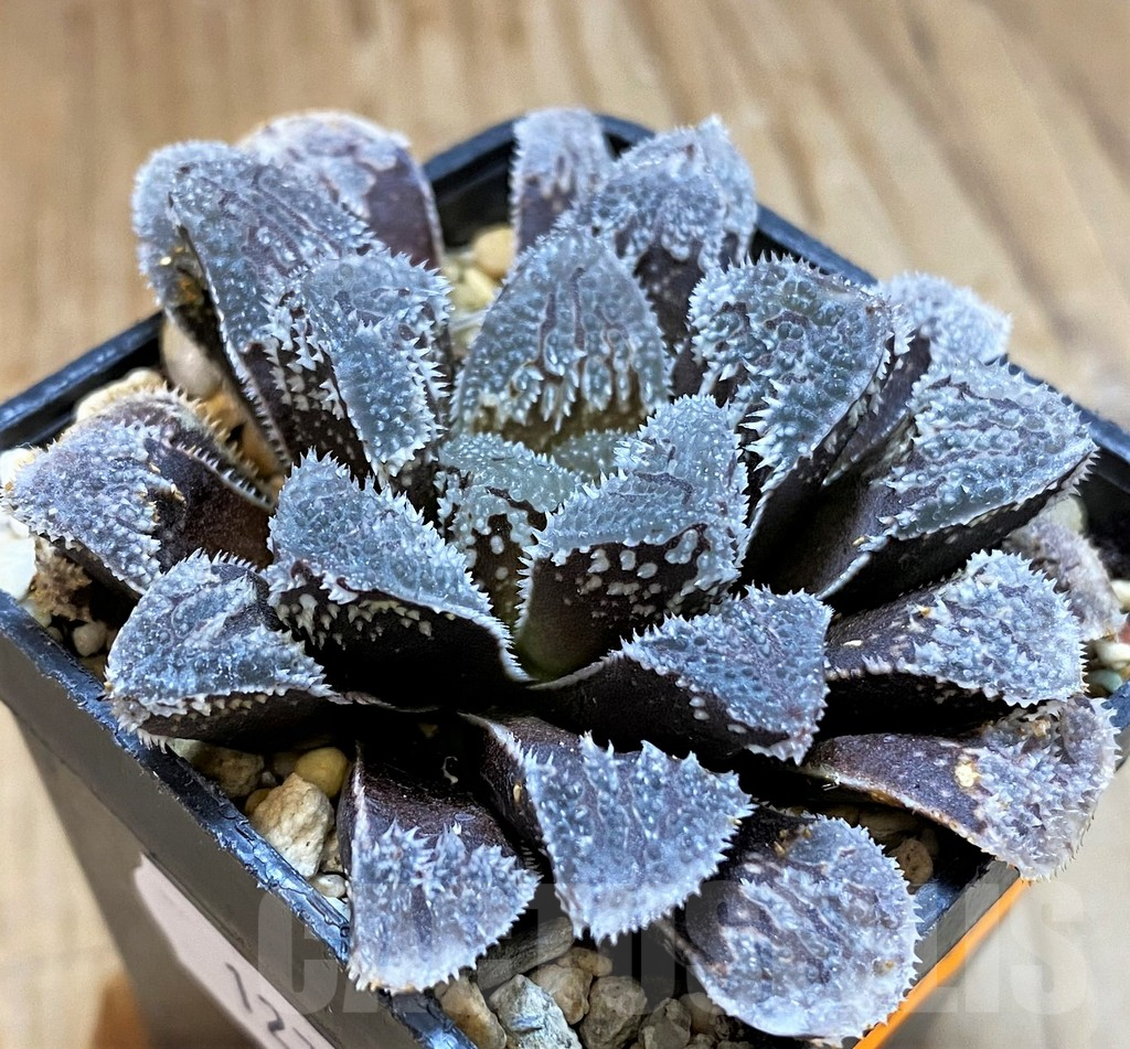 SH12730 Haworthia 'Kegazato'