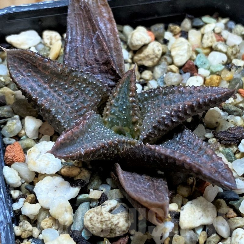 SH12731 Haworthia koelmaniorum hybrid
