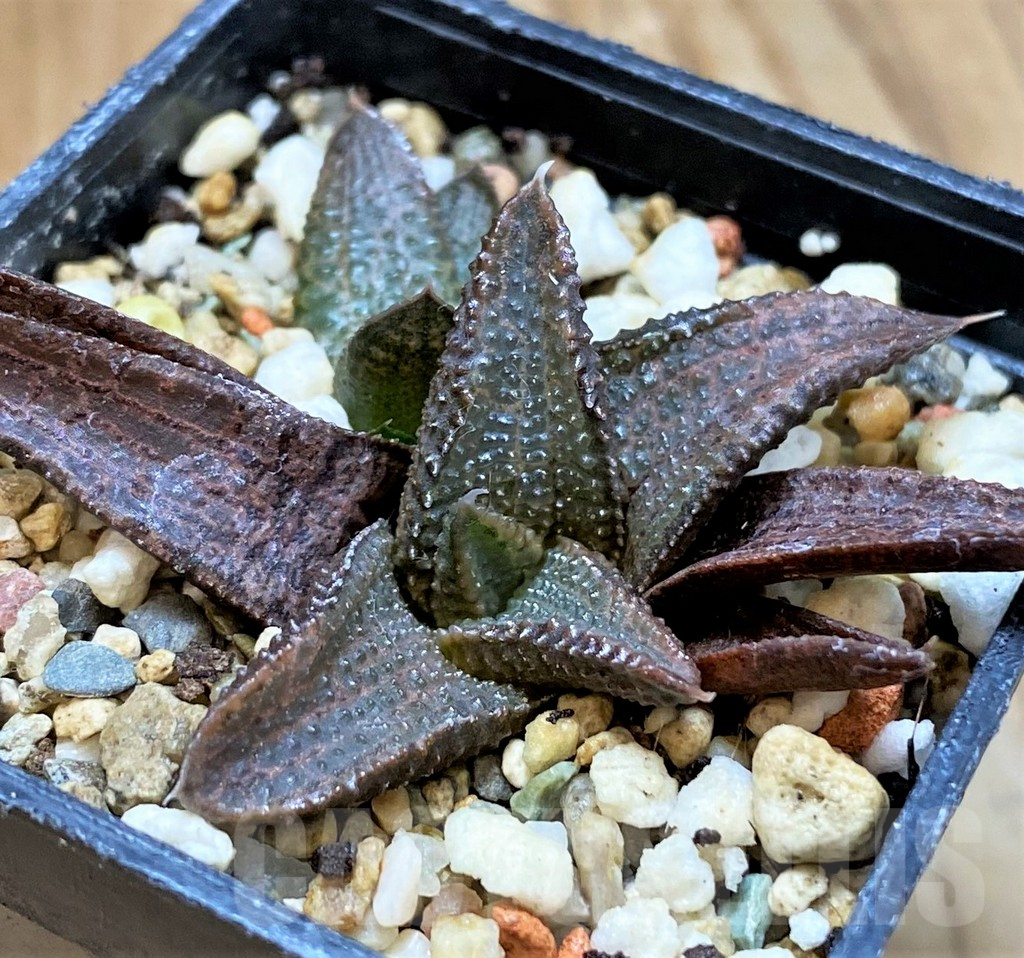 SH12732 Haworthia koelmaniorum hybrid - Obrázek 3