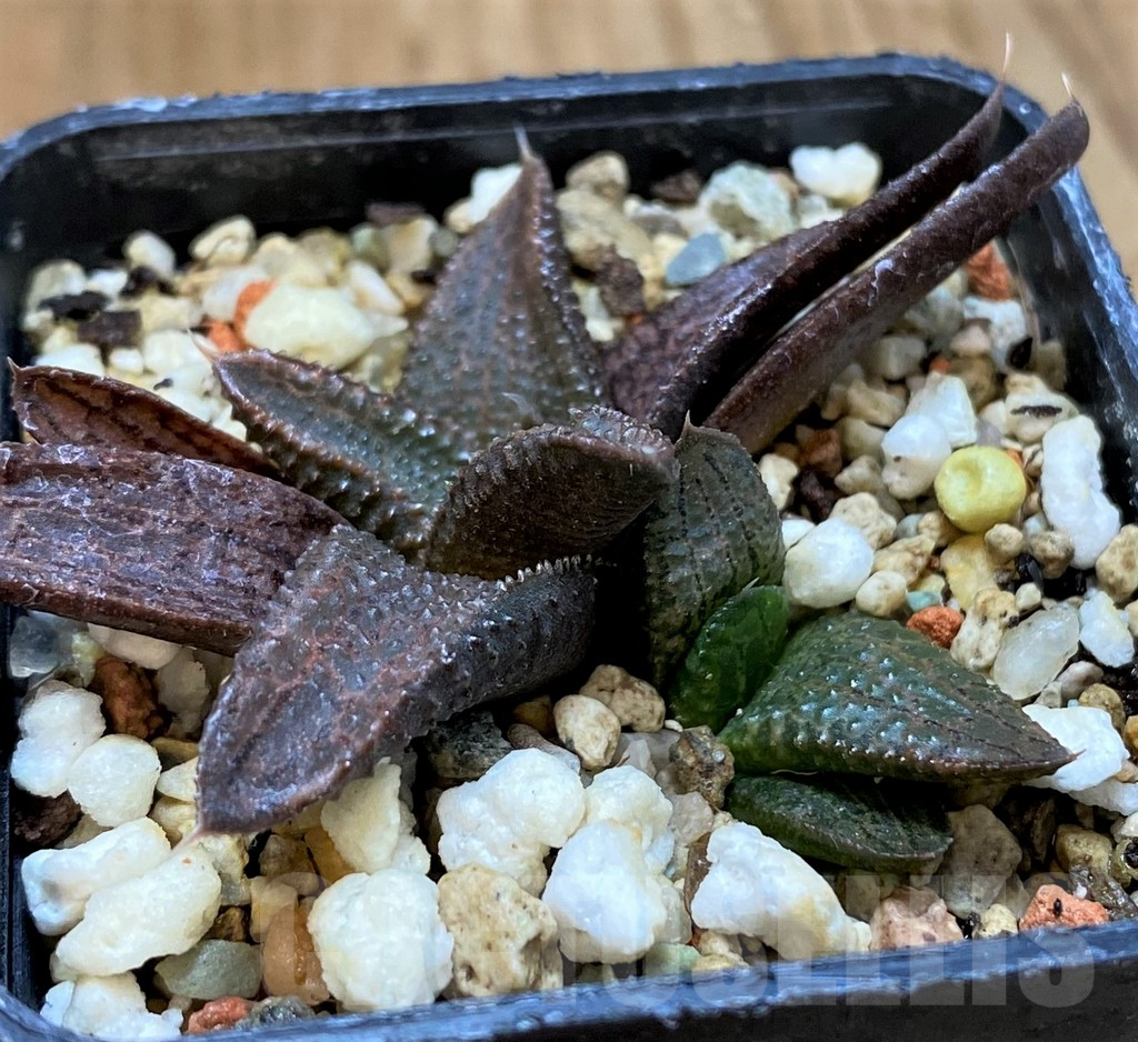 SH12732 Haworthia koelmaniorum hybrid - Obrázek 2