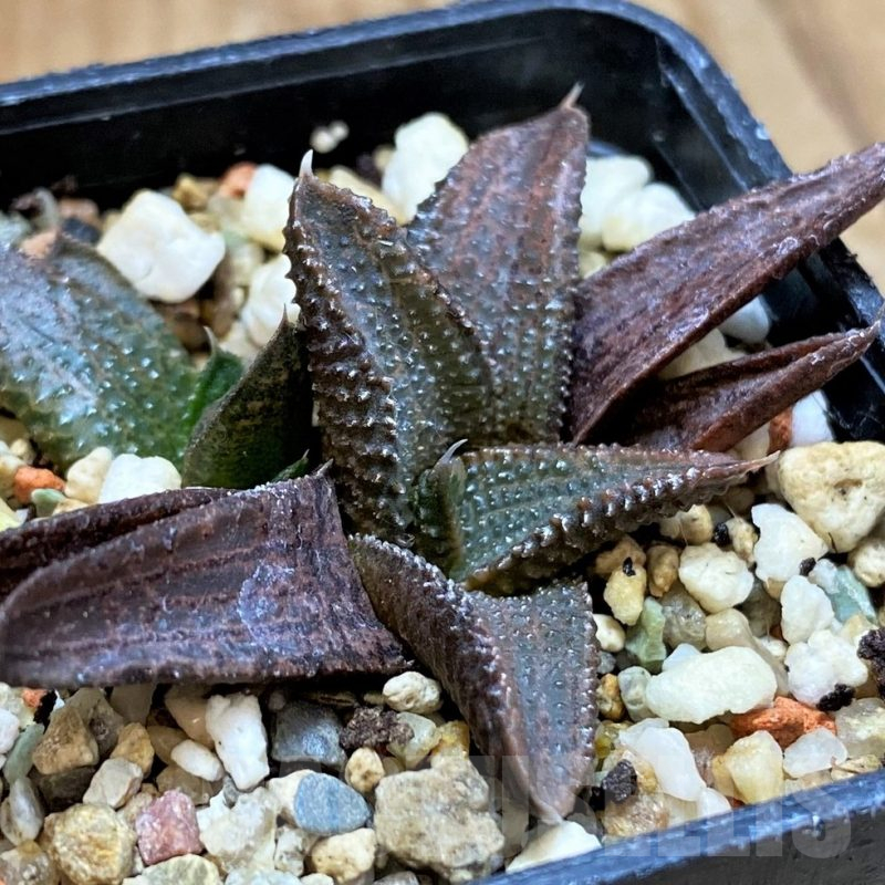 SH12732 Haworthia koelmaniorum hybrid