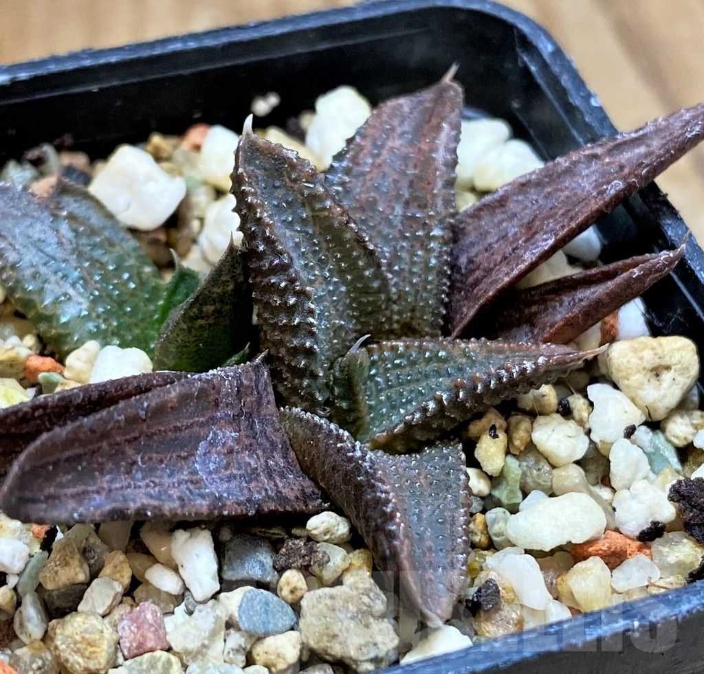 SH12732 Haworthia koelmaniorum hybrid