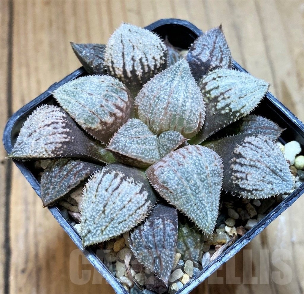 SH12694 Haworthia splendens 'Nautilus' - immagine 2