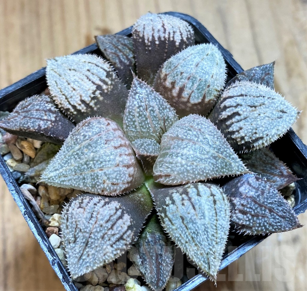 SH12694 Haworthia splendens 'Nautilus'
