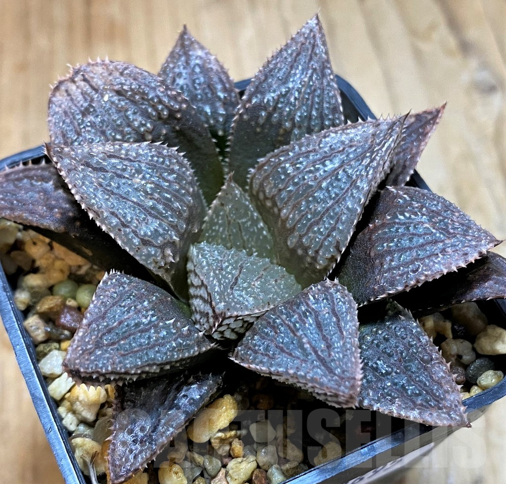 SH12695 Haworthia 'Garasu' x 'Mirin' ex Cactus Nishi - immagine 2