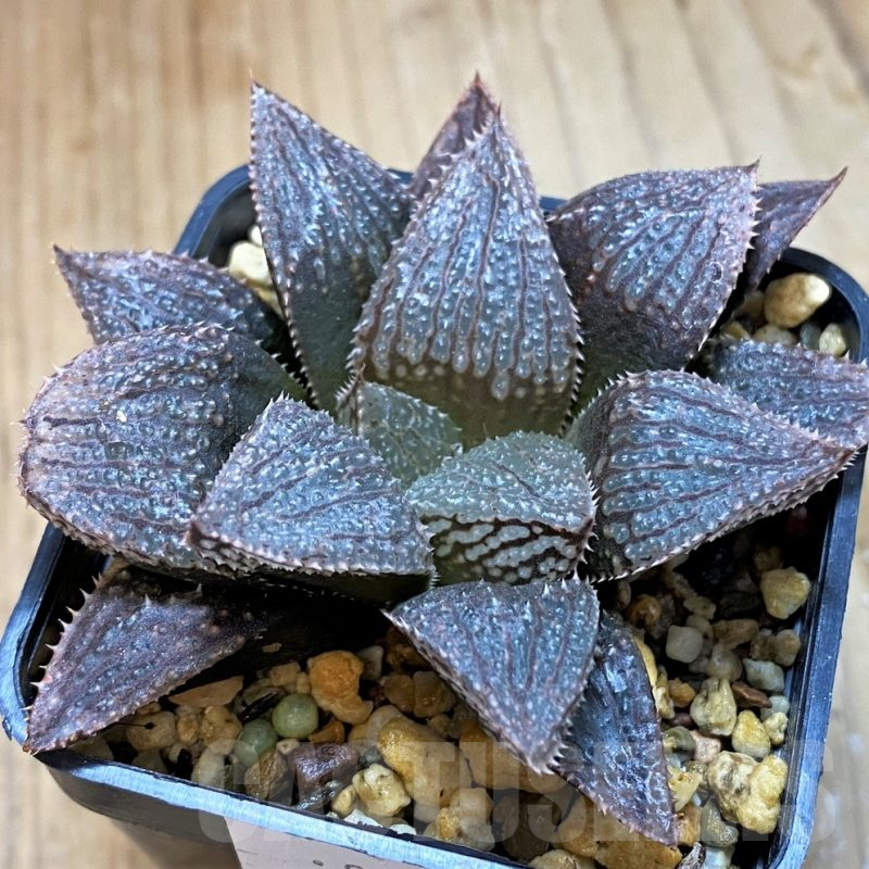 SH12695 Haworthia 'Garasu' x 'Mirin' ex Cactus Nishi
