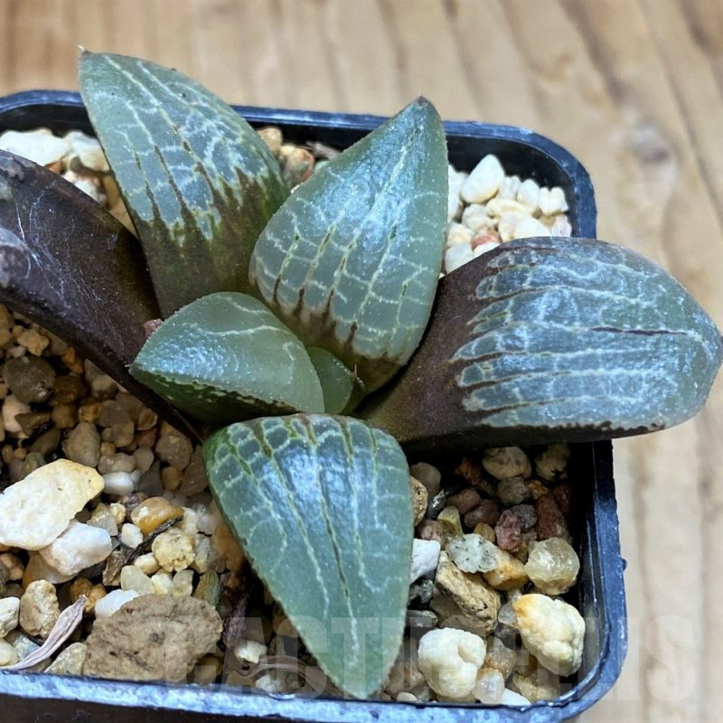 SH12697 Haworthia bayeri hybrid