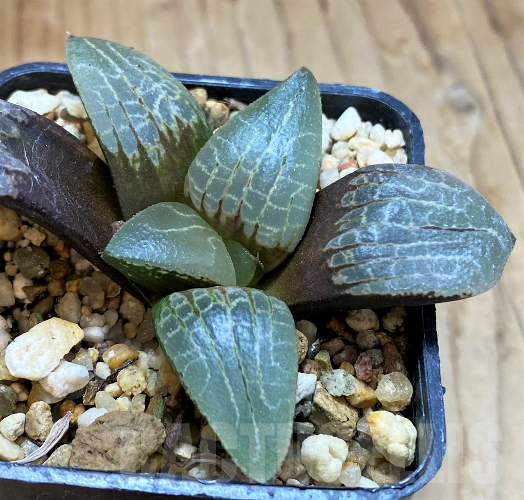 SH12697 Haworthia bayeri hybrid