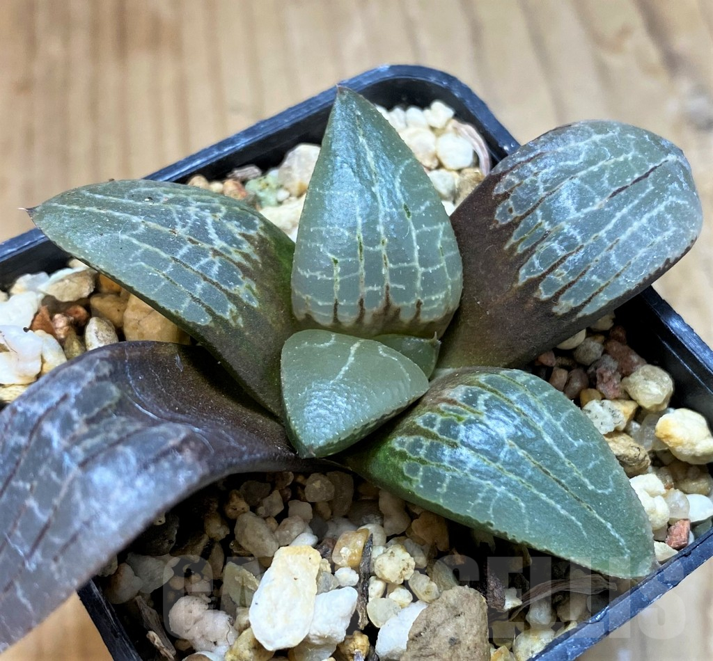 SH12697 Haworthia bayeri hybrid - Image 2
