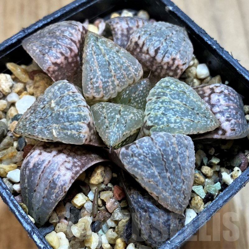 SH12698 Haworthia picta -Japan-