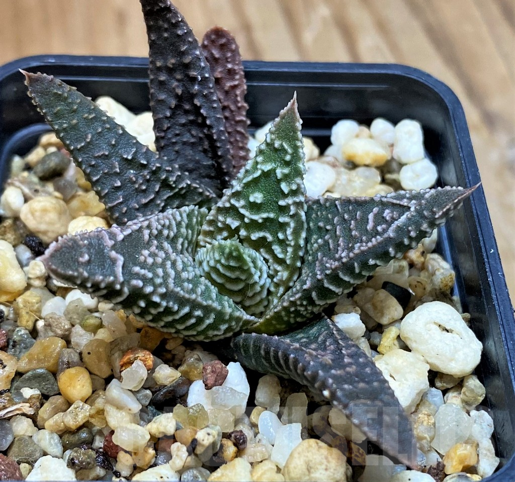 SH12699 Haworthia minima hybrid, seedling - Image 2