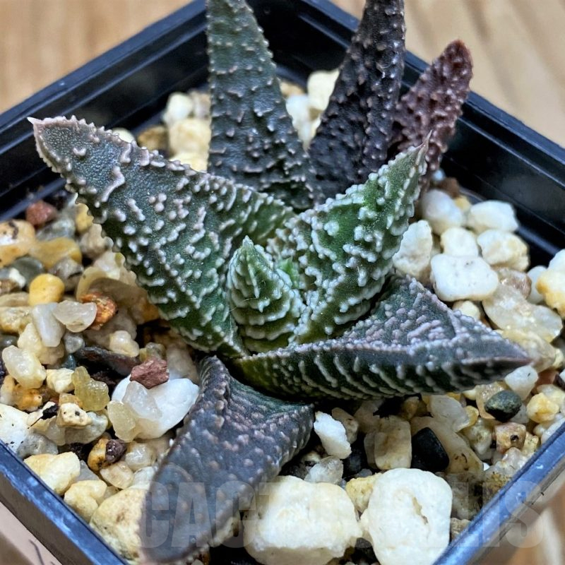SH12699 Haworthia minima hybrid, seedling