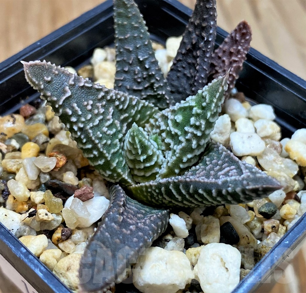 SH12699 Haworthia minima hybrid, seedling