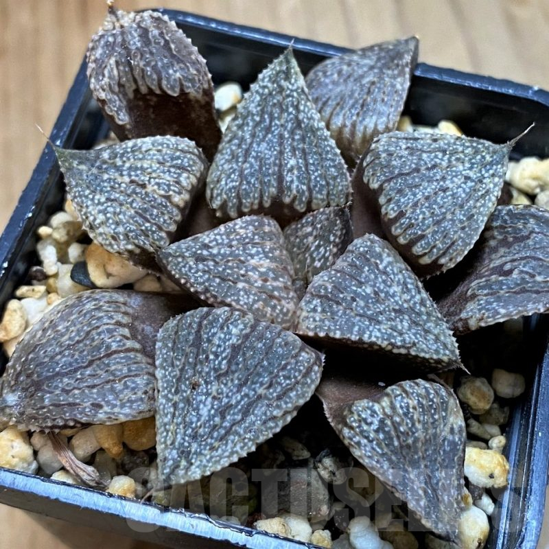 SH12700 Haworthia picta hybrid