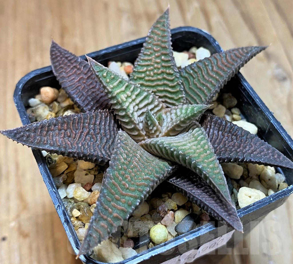 SH12701 Haworthia koelmaniorum x limifolia - Image 2