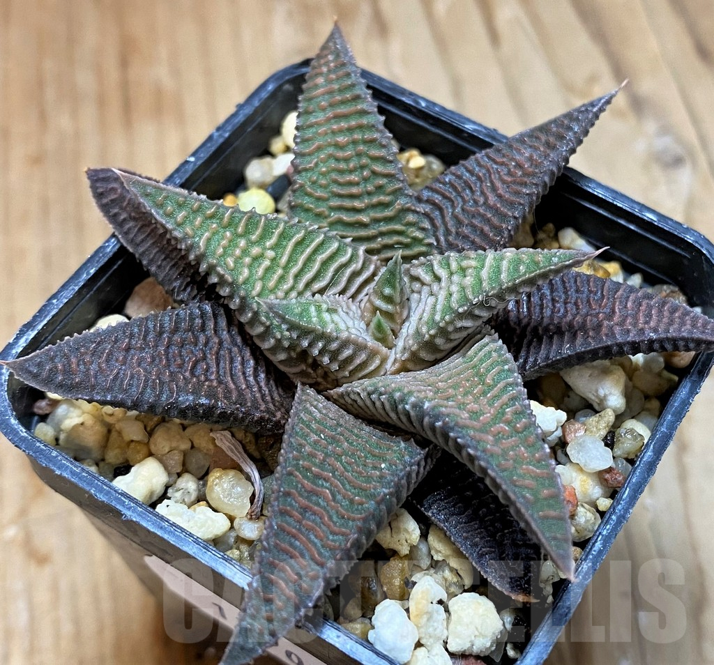 SH12701 Haworthia koelmaniorum x limifolia