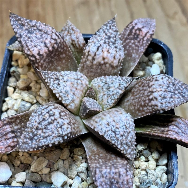 SH12702 Haworthia picta -Japan-
