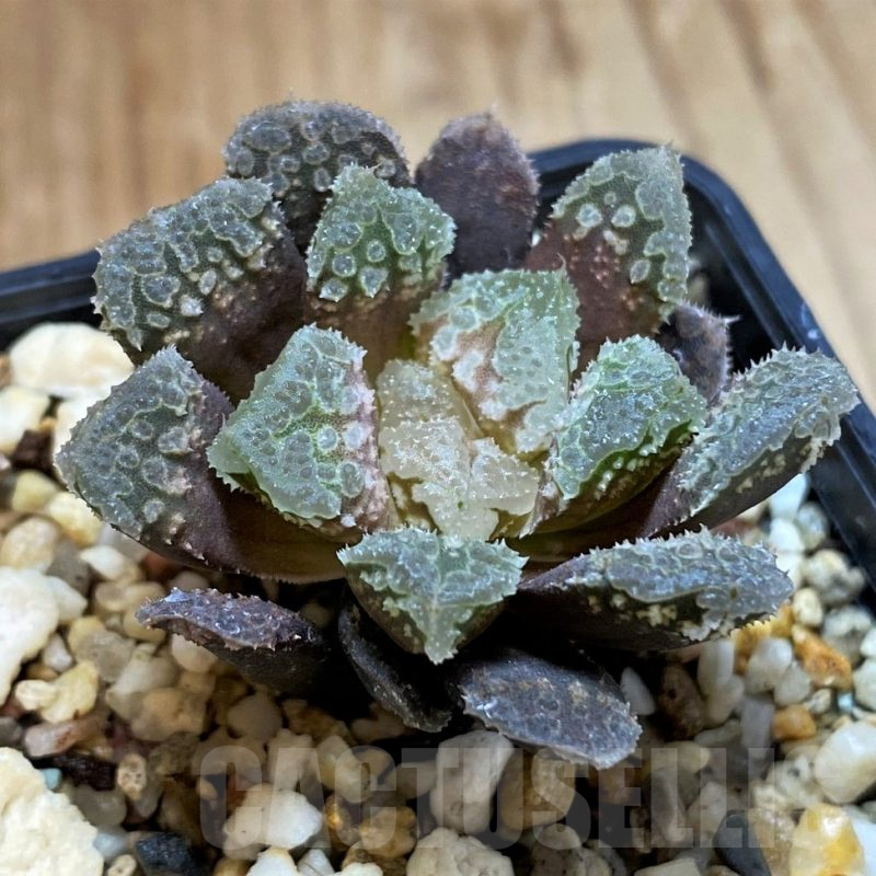 SH12705 Haworthia 'Gorbi' hybrid F2