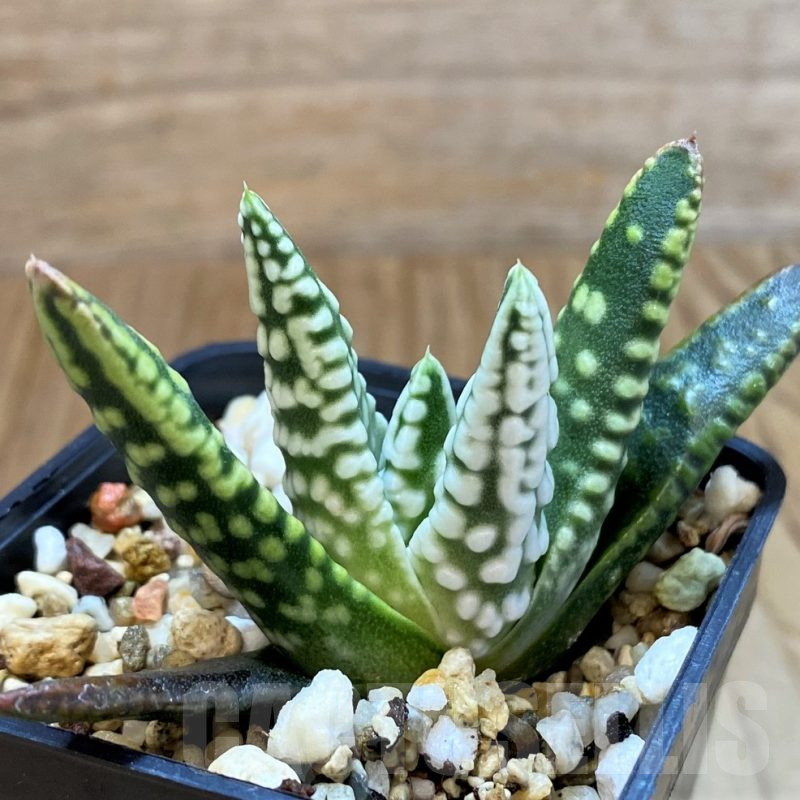 SH12707 Haworthia pumila 'Angel's Tears', seedling