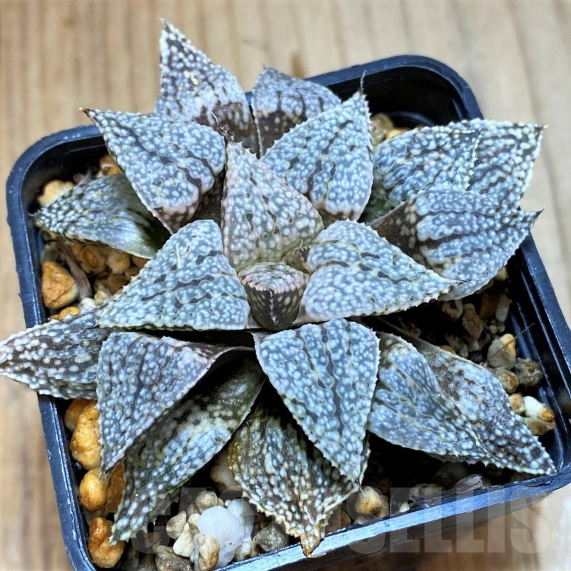 SH12709 Haworthia picta hybrid