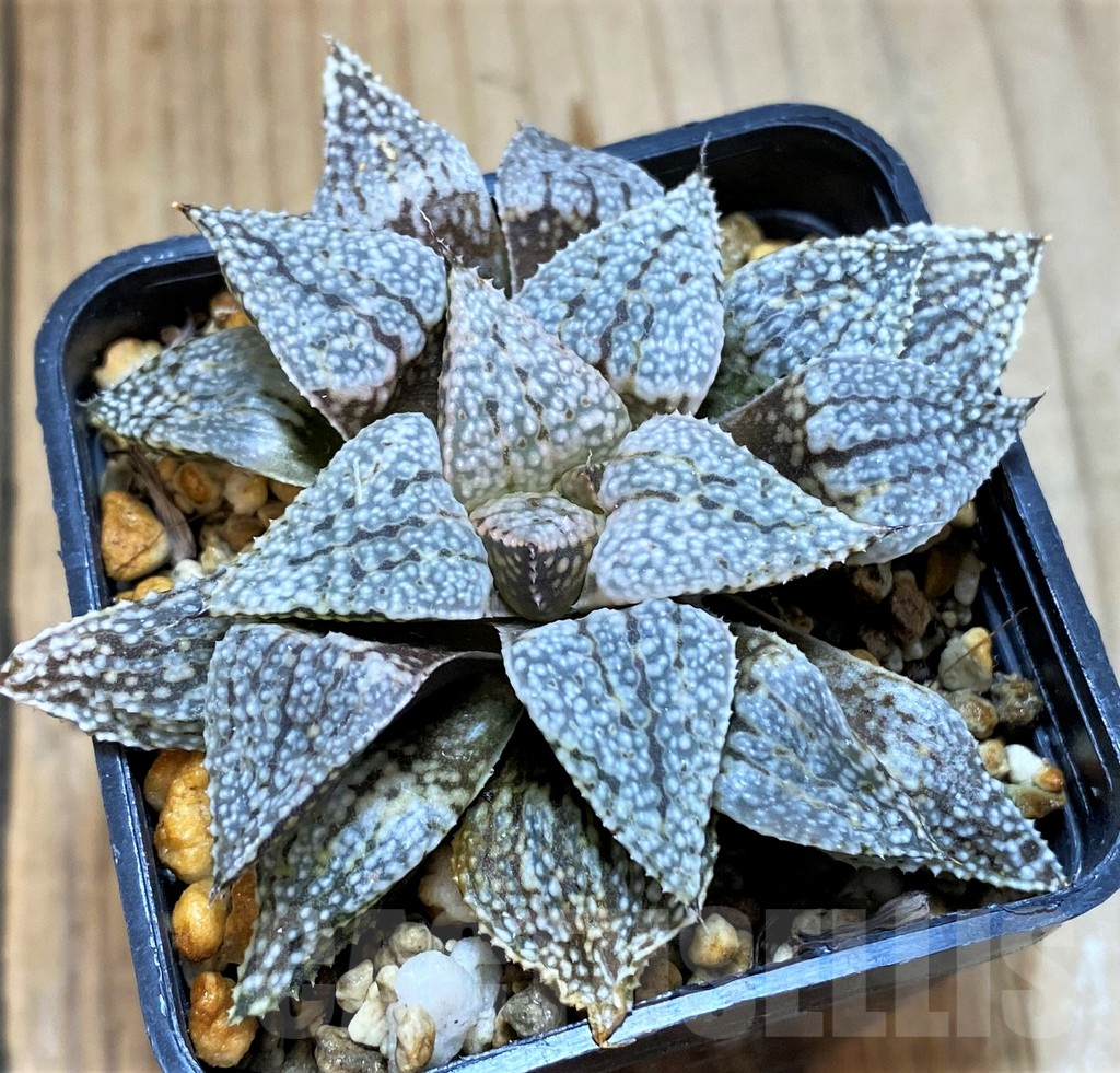 SH12709 Haworthia picta hybrid