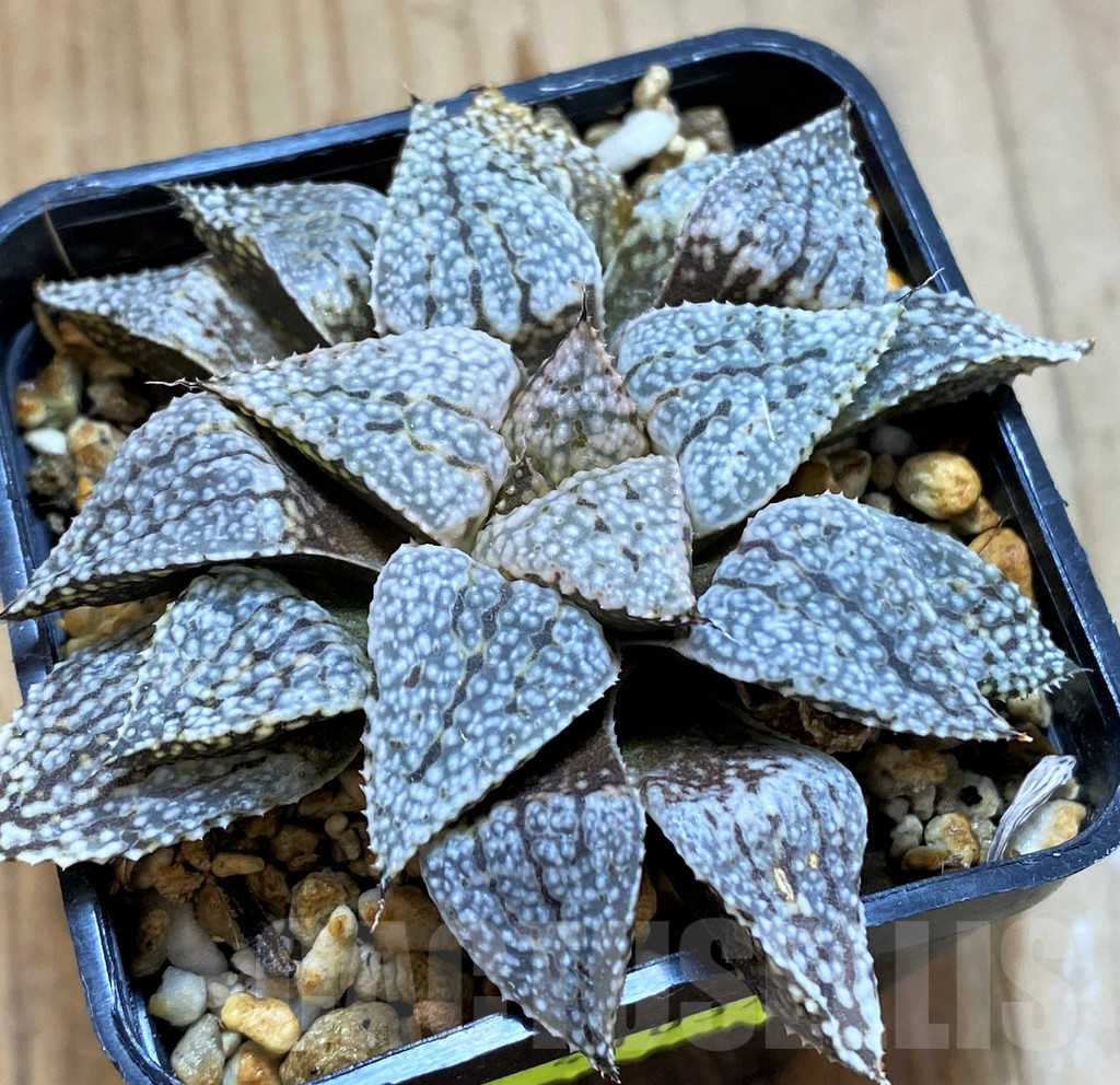 SH12709 Haworthia picta hybrid - Image 2