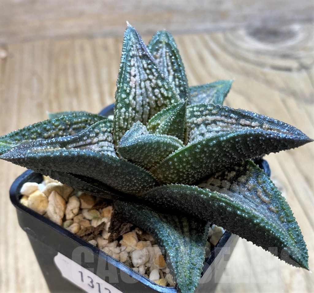 SH13128 Haworthia 'Kintaikyo' - Image 2