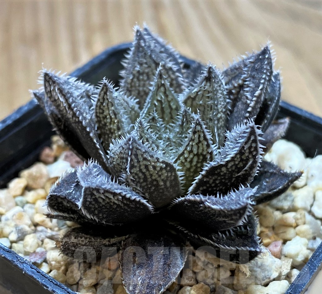 SH13130 Haworthia 'Bunraku' HKX-3, ex Cactus Nishi - Image 3