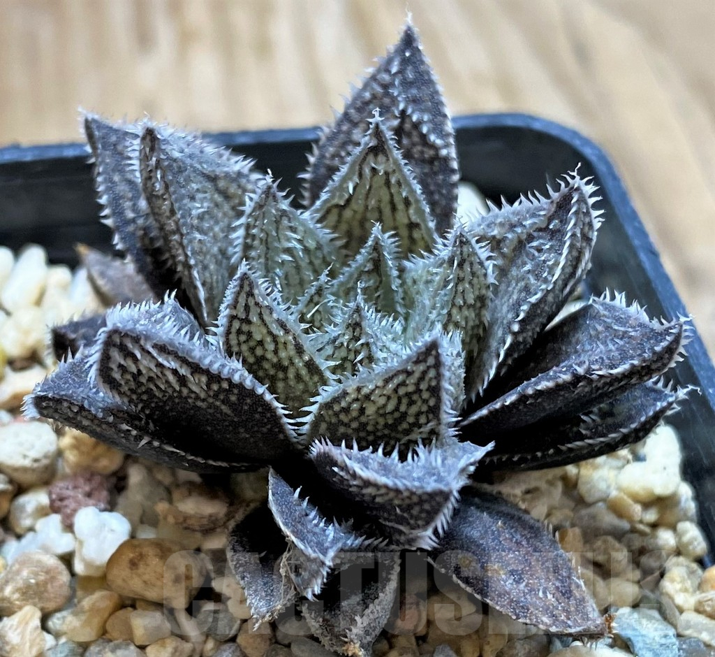 SH13130 Haworthia 'Bunraku' HKX-3, ex Cactus Nishi