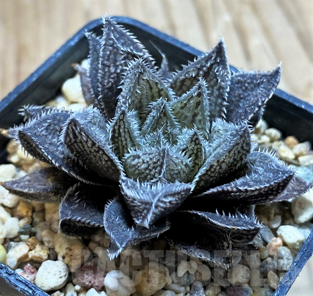 SH13130 Haworthia 'Bunraku' HKX-3, ex Cactus Nishi - Image 2