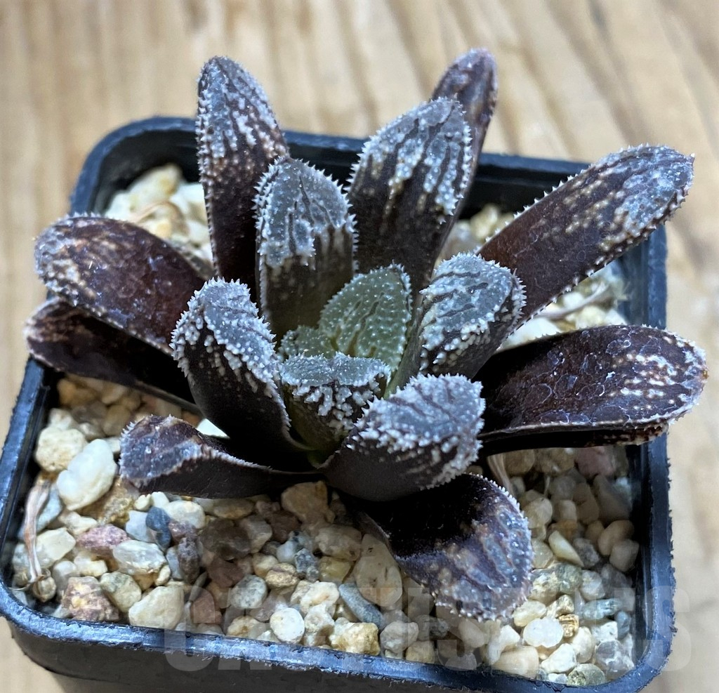 SH13131 Haworthia 'Willys Dream' - Image 2