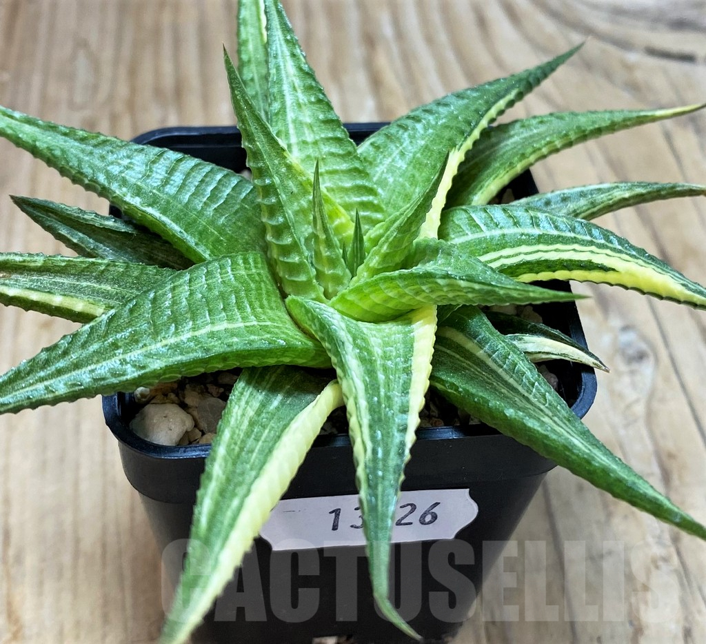 SH13126 Haworthia limifolia hybrid f. variegata