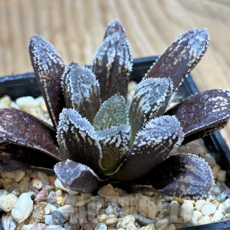 SH13131 Haworthia 'Willys Dream'