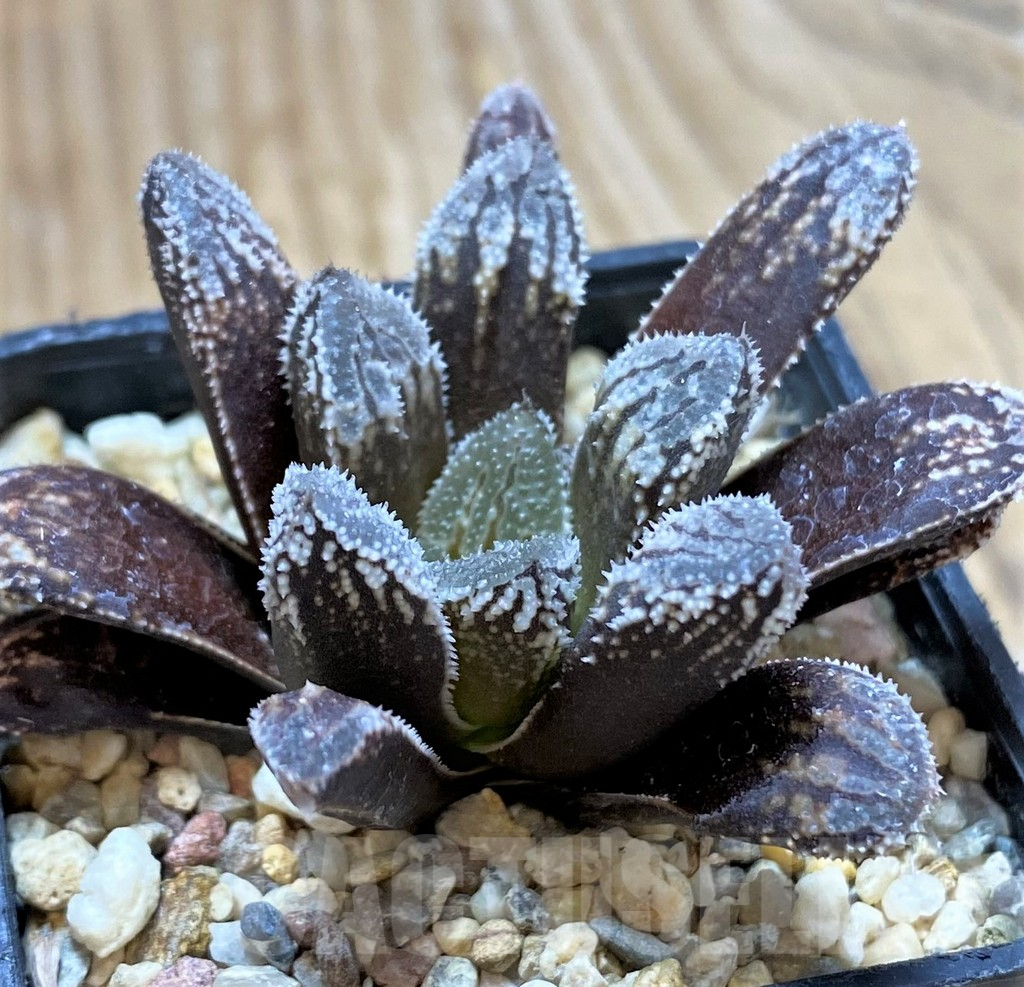 SH13131 Haworthia 'Willys Dream'